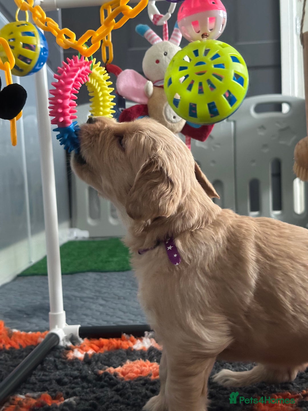 Golden Retriever dogs for sale: KC Golden Retriever Male. 🧬Health Tested Parents - Image 2