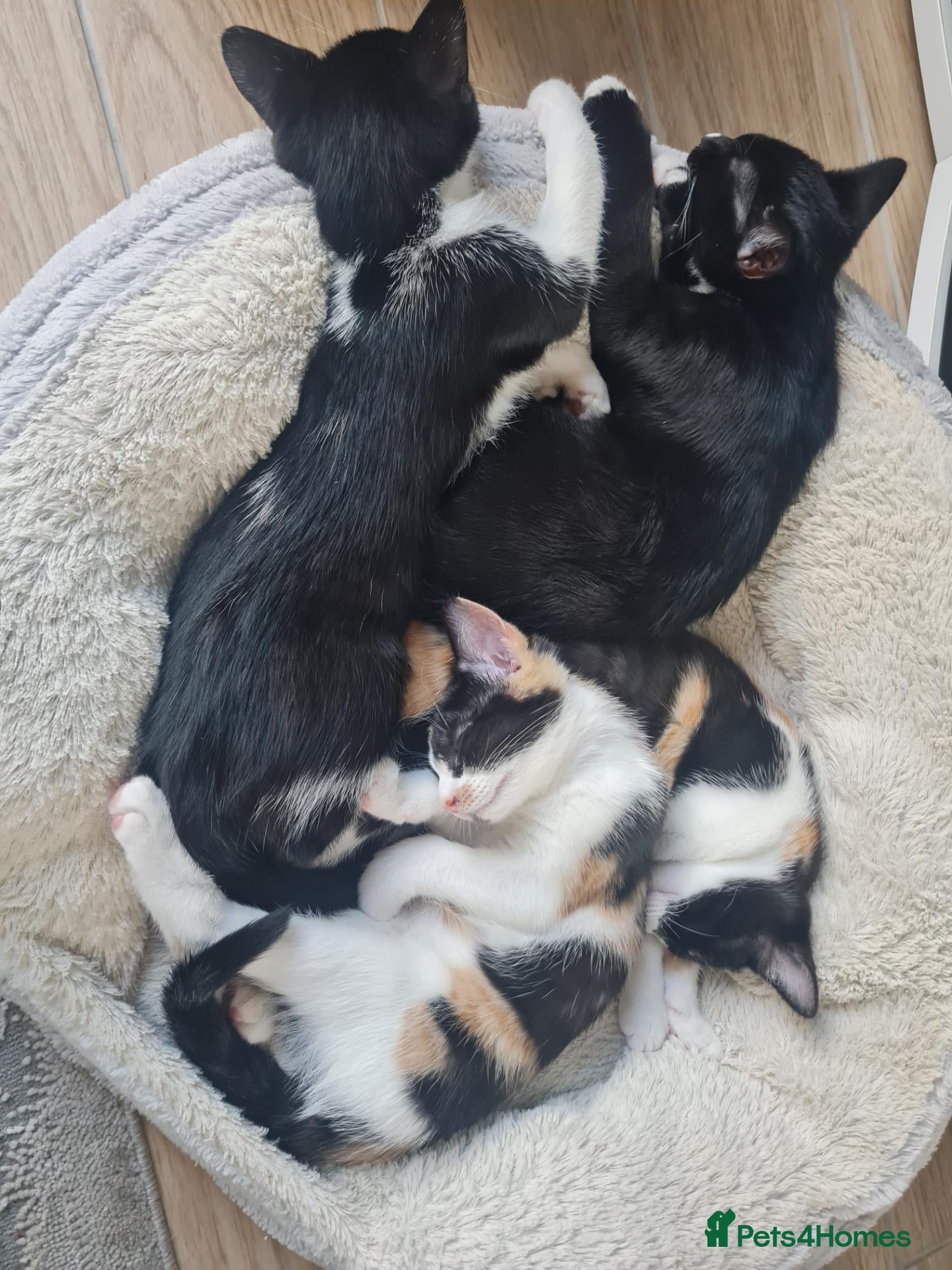 Mixed Breed cats Lovely little kittens🩵 - Advert 1