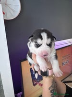 Siberian Husky dogs - Advert 10