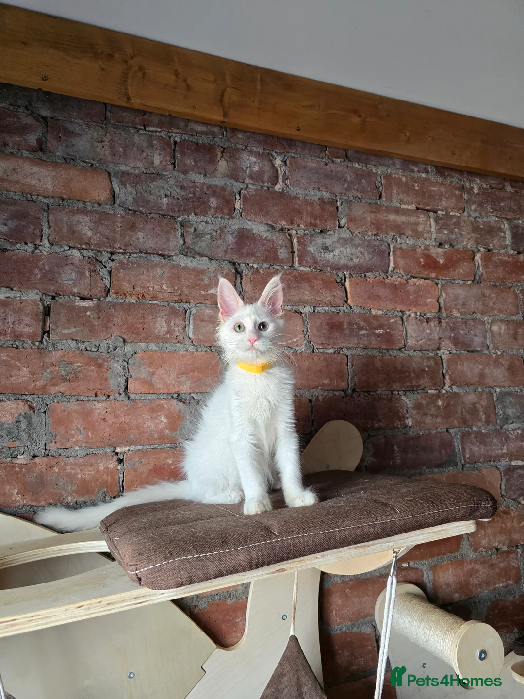 Maine Coon cats for sale: TICA MaineCoon Boy - Neutered  - Advert 27