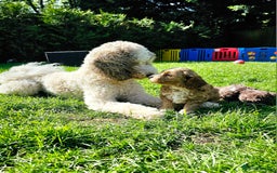 Goldendoodle dogs for stud: FULLY HEALTH TESTED! MOYEN POODLE STUD! in Kettering - Image 14