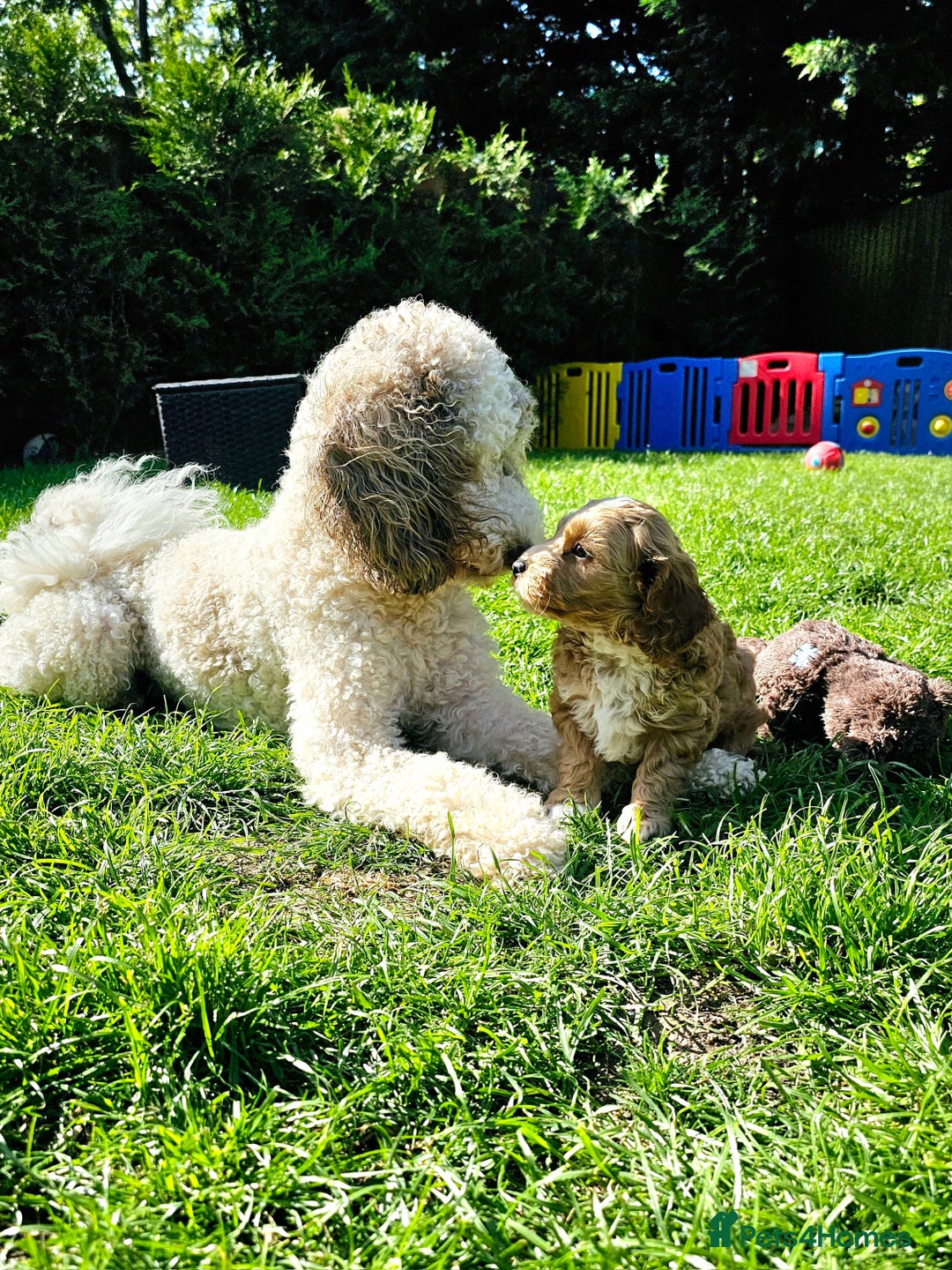 Goldendoodle dogs for stud: FULLY HEALTH TESTED! MOYEN POODLE STUD! in Kettering - Image 14