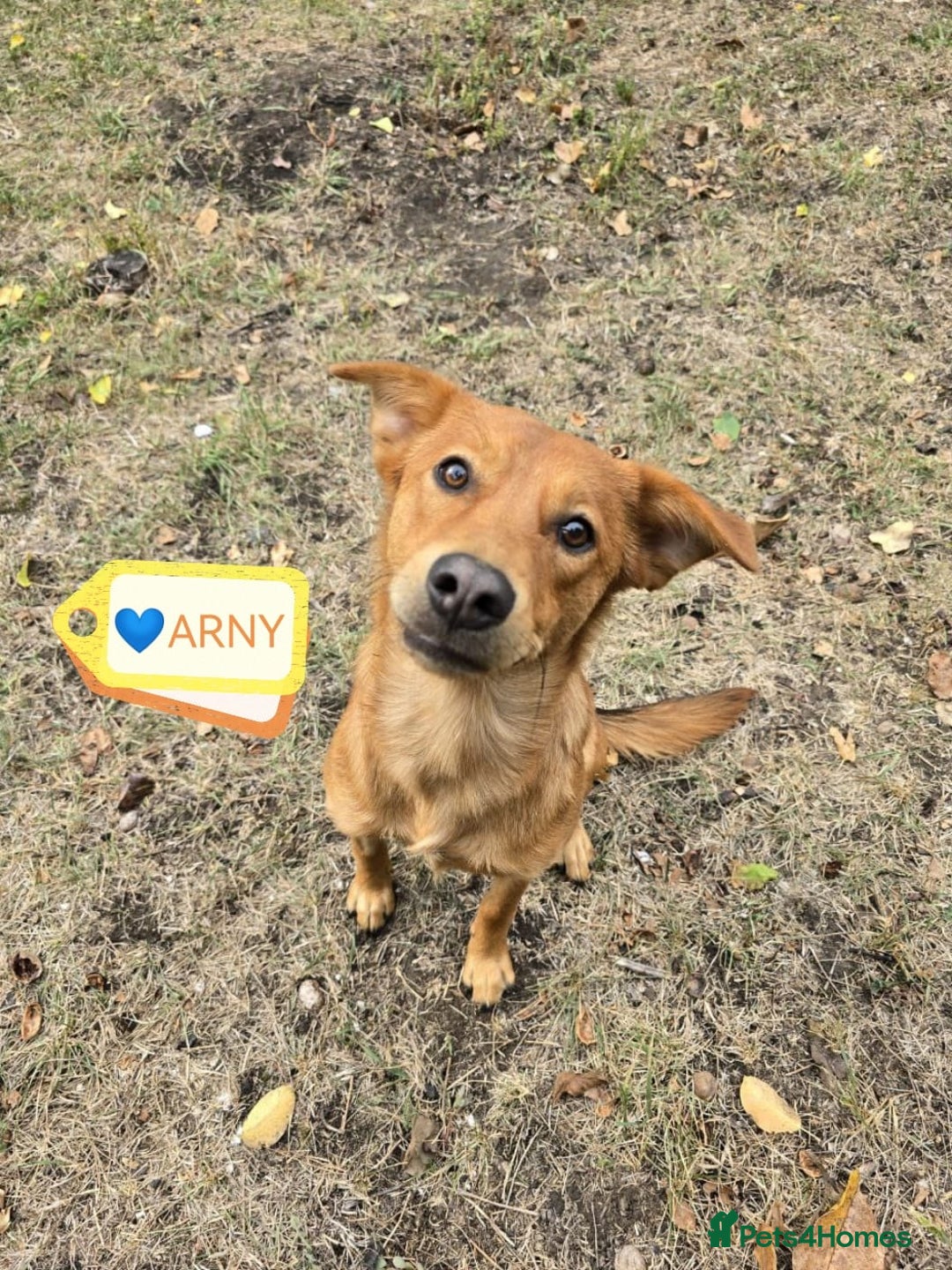 Mixed Breed dogs for adoption: URGENT: 💙ARCHIE & ARNY – Two Ginger Love-Bugs💙 - Advert 12