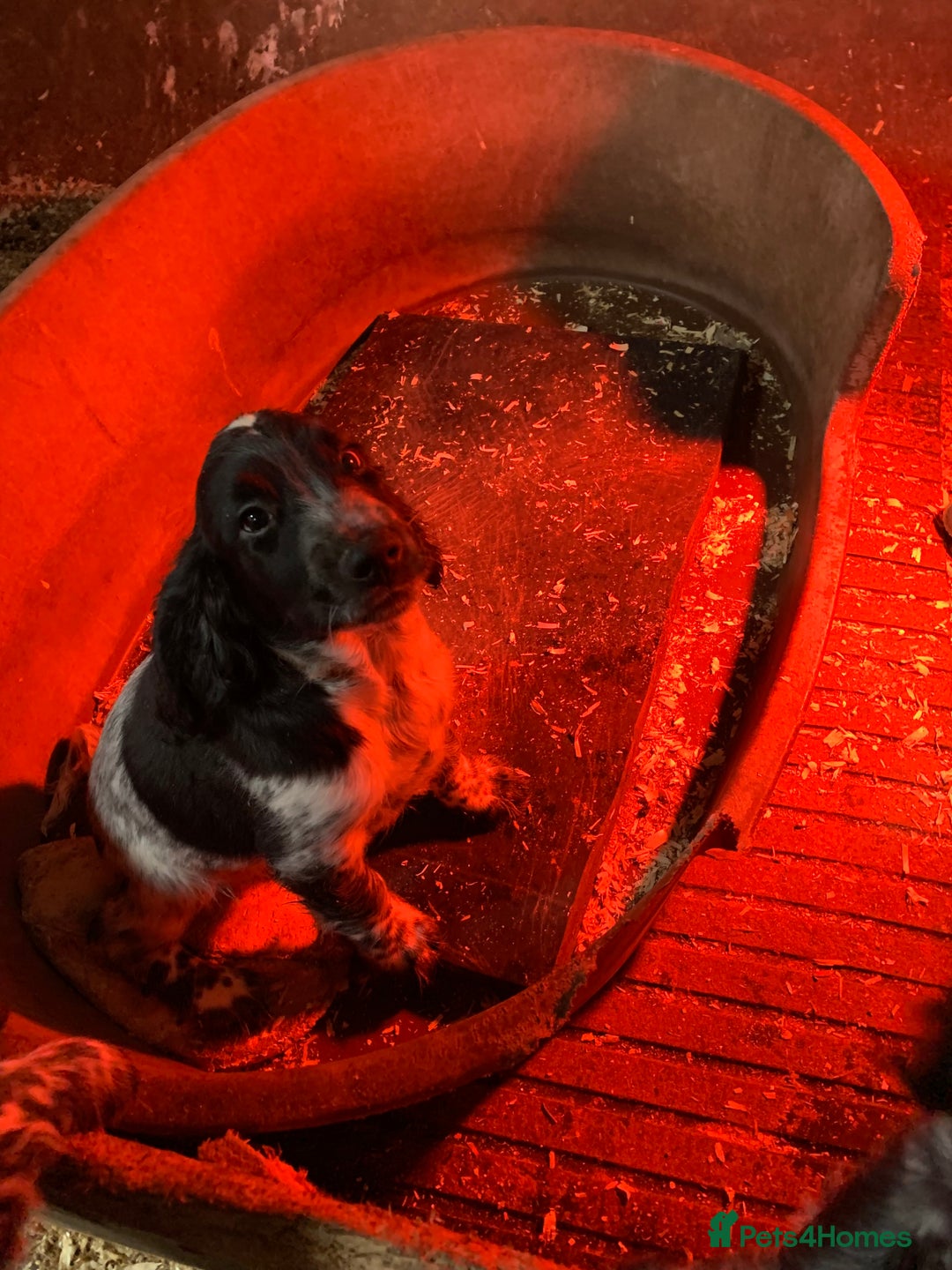 Sprocker dogs for sale: Beautiful Sprocker Puppies  - Image 11