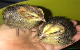 Quail poultry for sale: JUMBO QUAIL CHICKS & SEXED JUMBOS ! - Image 6