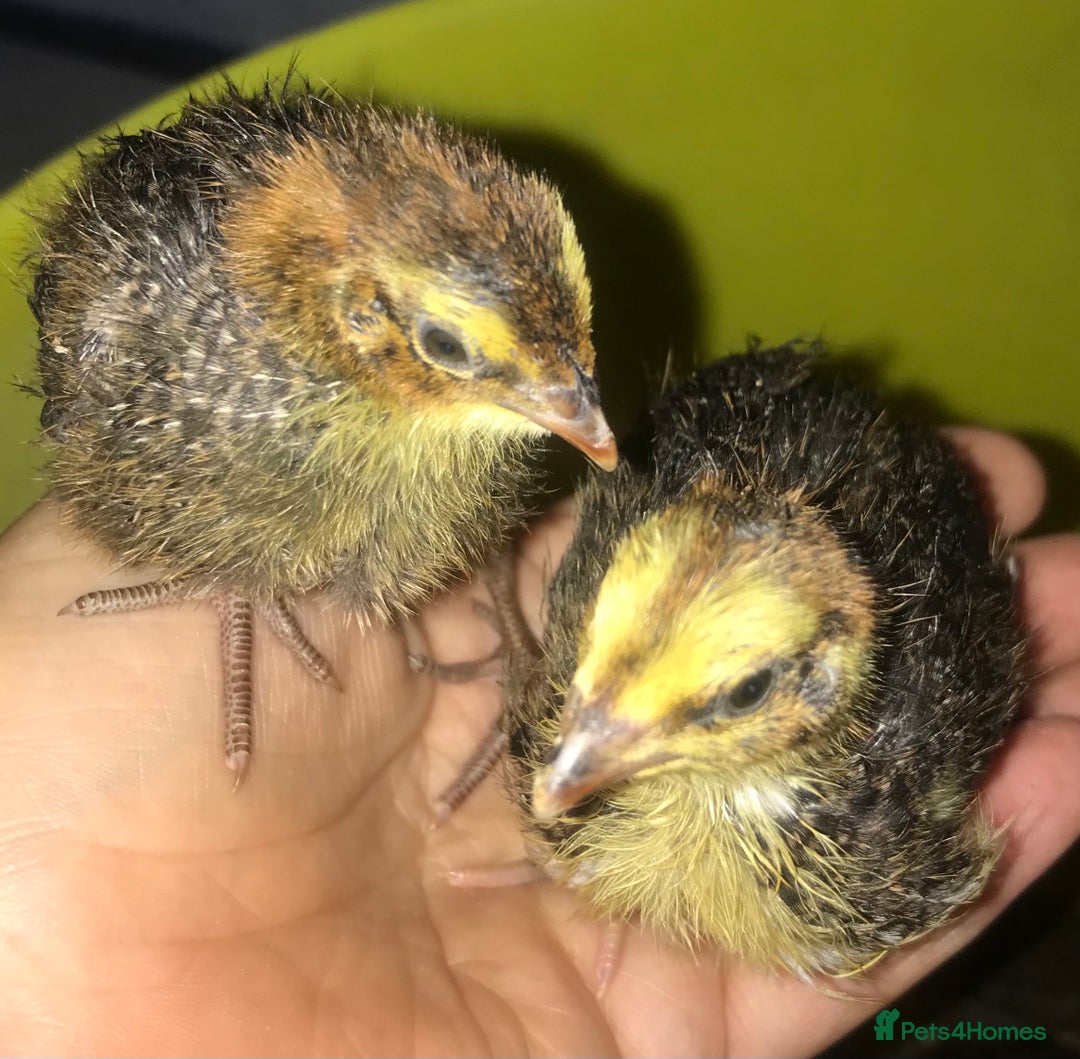 Quail poultry for sale: JUMBO QUAIL CHICKS & SEXED JUMBOS ! - Image 6