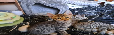 Bengal 4