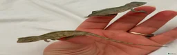Chameleon reptiles for sale: Blue Ambanja Panther Chameleons  - Advert 18