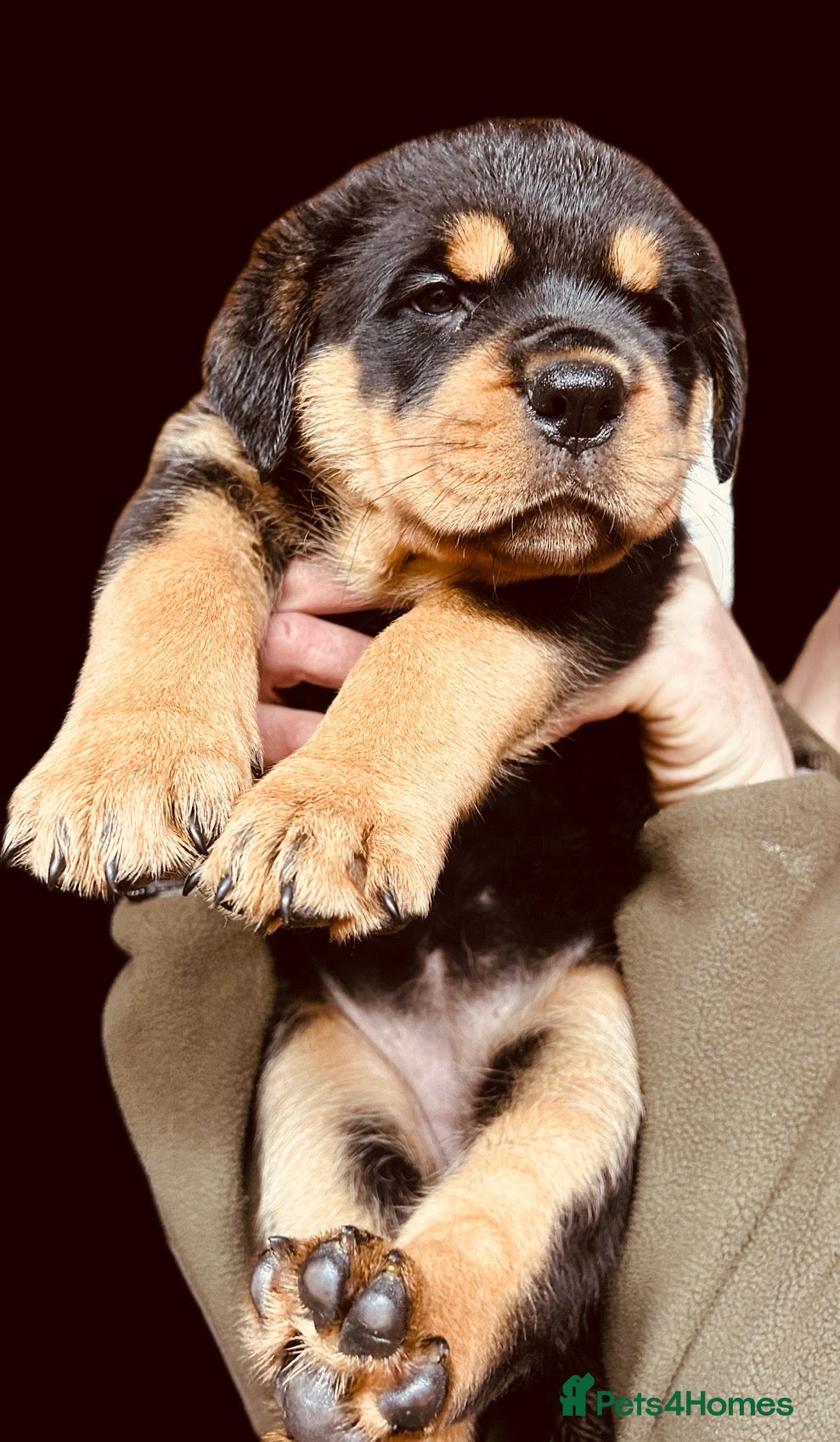 Rottweiler dogs Stunning KC registered Rottweiler puppies for sale - Advert 1