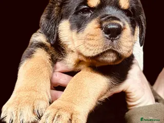 Rottweiler dogs Stunning KC registered Rottweiler puppies for sale - Advert 4
