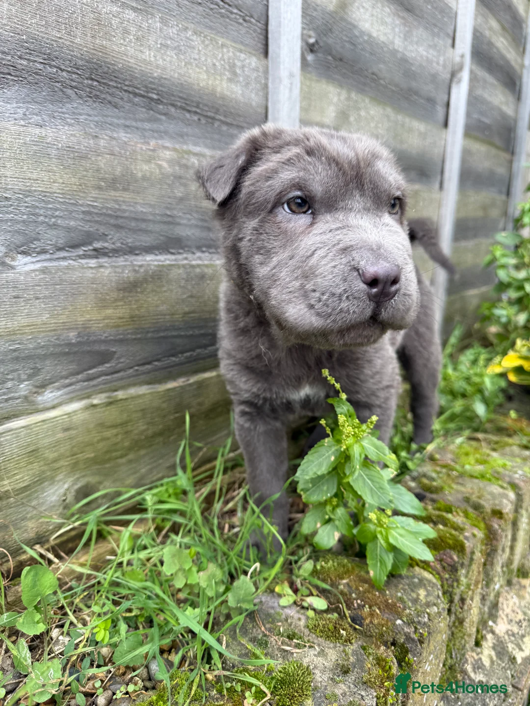 Shar Pei dogs for sale: Tan point bear and brush coat puppies - Advert 1