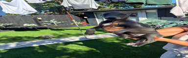Whippet Puppy 4