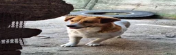 Mixed Breed dogs for adoption: 🧡🐾 LALA – A SENSITIVE GIRL FOR A LOVING HOME🐾🧡 in Nottingham - Advert 6