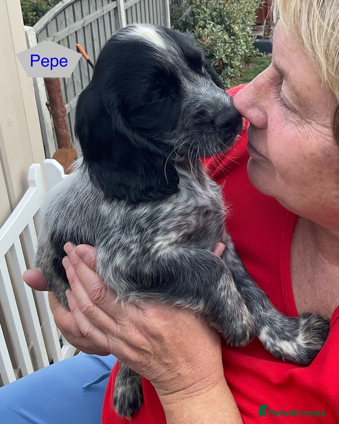 Sprocker dogs for sale: Sprockers 3/4 Cocker spaniel puppies for sale - Image 23