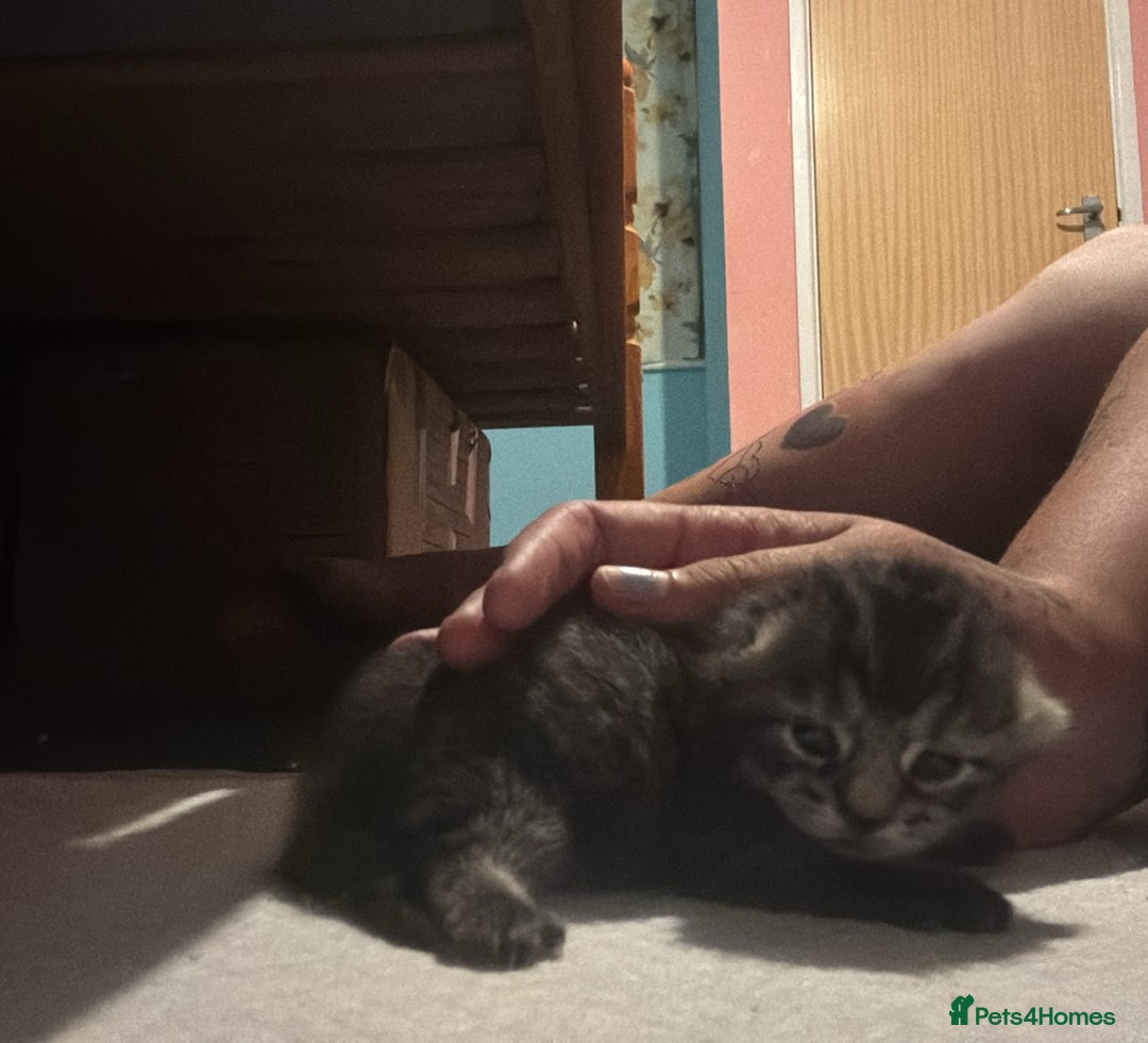 British Longhair cats for sale: beautiful  fluffy mixed kittens  - Image 3