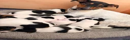 Jack Russell dogs for sale: Tri coloured Jack Russell pups in Isle of Bute - Advert 2