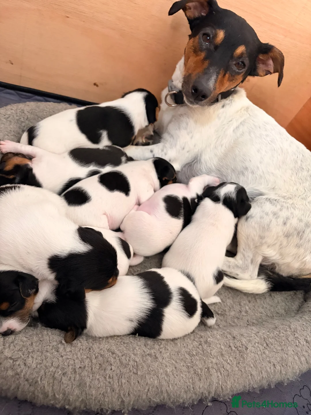 Jack Russell dogs for sale: Tri coloured Jack Russell pups in Isle of Bute - Advert 2