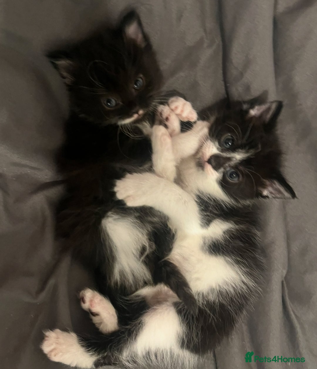 Mixed Breed cats for sale: Beautiful kittens for sale 🥰 - Advert 1