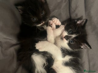 Mixed Breed cats Beautiful kittens for sale 🥰 - Advert 12