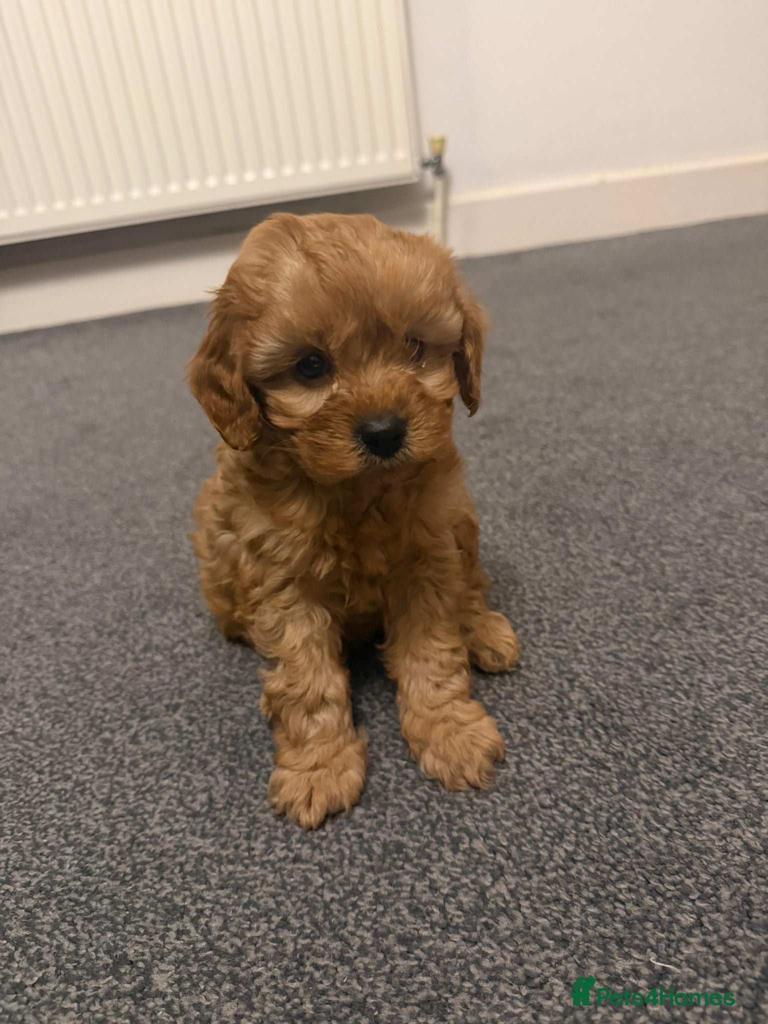 Cavapoo dogs Stunning male Cavapoo for sale - Advert 2