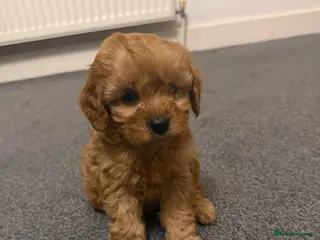 Cavapoo dogs Stunning male Cavapoo for sale - Advert 1
