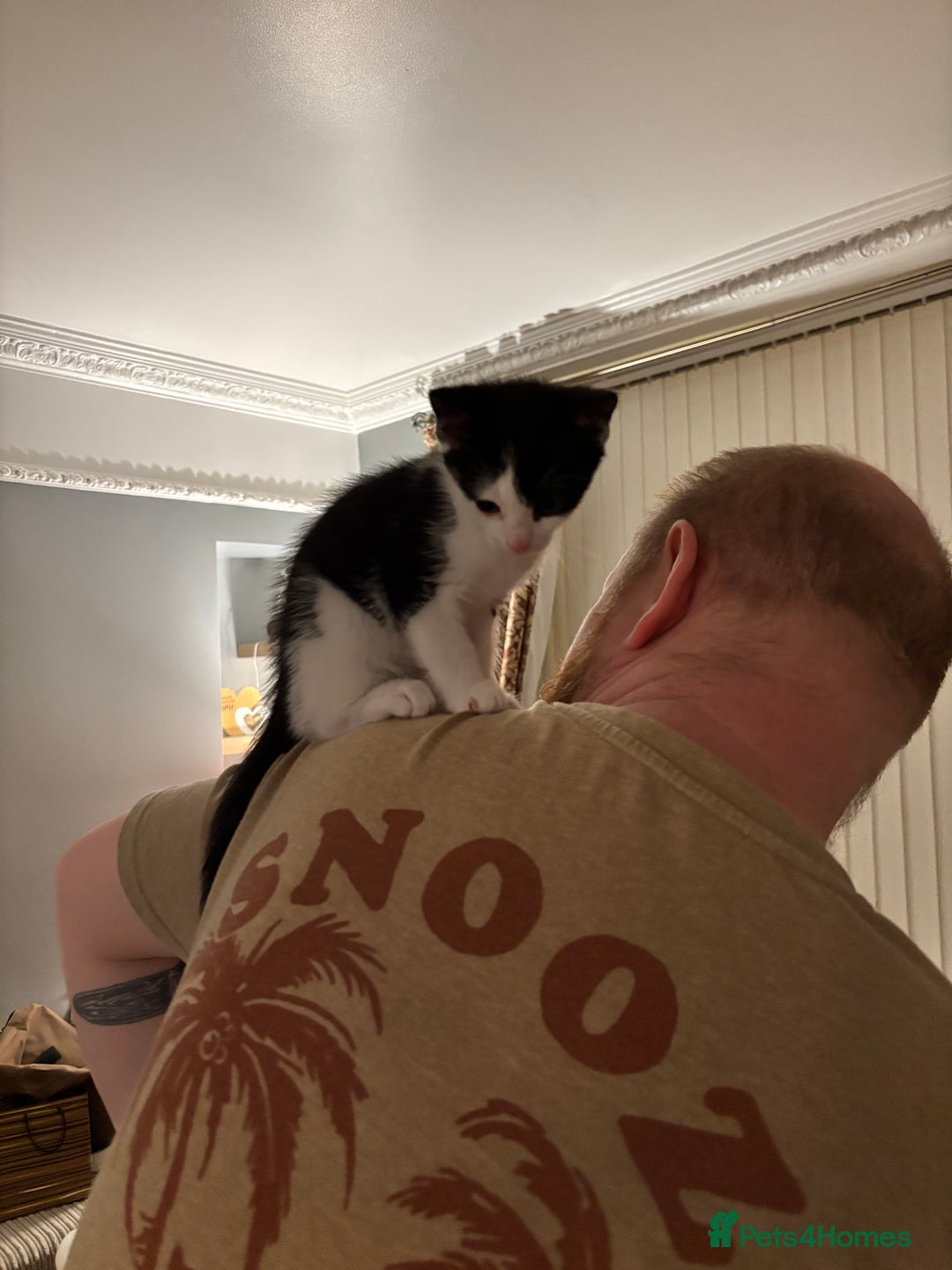 British Shorthair cats for sale: Jasper 11 weeks old  - Image 5