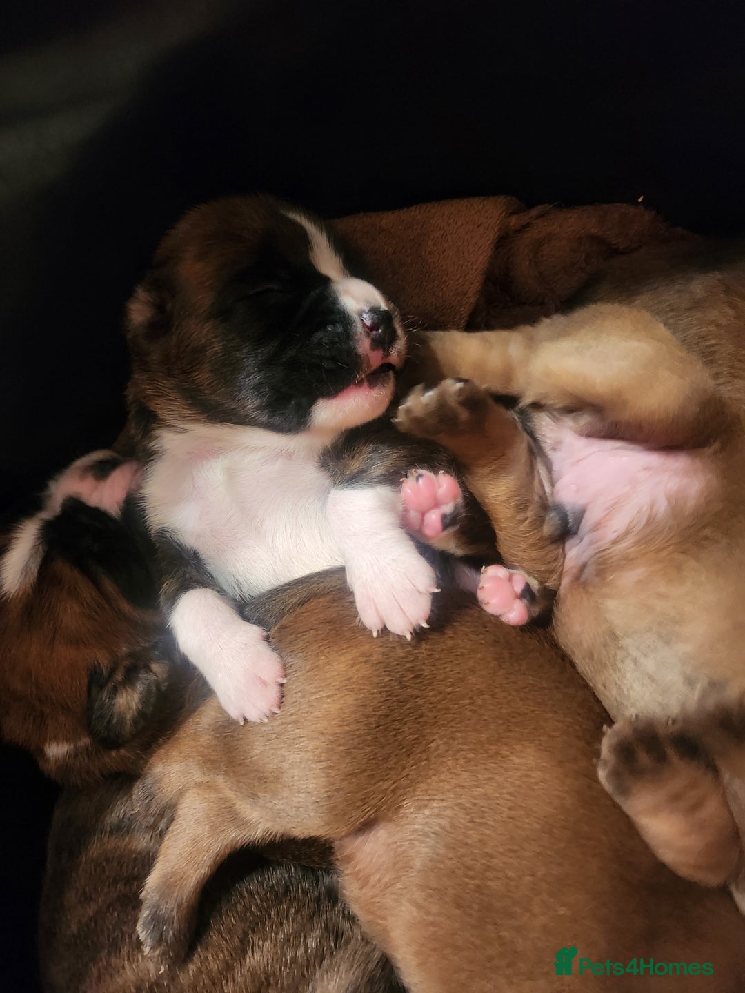 Boxer dogs for sale: 🌟KC REG BOBTAIL BOXER PUPS🌟 - Image 24