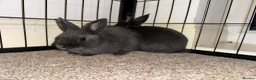 Netherland Dwarf rabbits for sale: 3 Netherland Dwarf babies.  in Droitwich - Advert 6