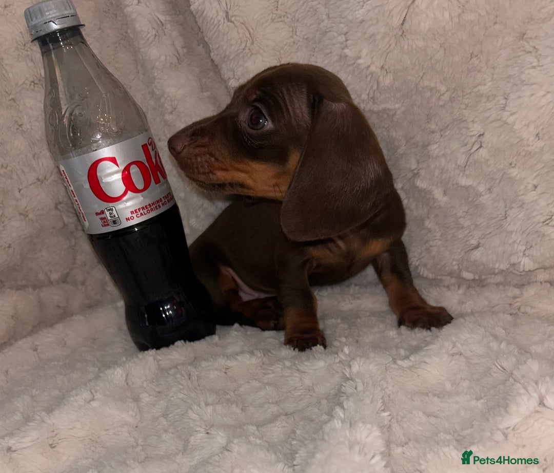 Miniature Dachshund dogs for sale:  ⭐️🐶Tiny tiny miniature dachshunds🐶⭐️ - Image 10