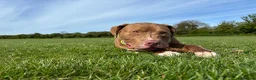 Mixed Breed dogs for sale: Bowen- Staffy x Lab - Advert 11