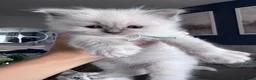 Ragdoll cats for sale: Stunning GCCF Registered Ragdoll Kitten - Advert 7