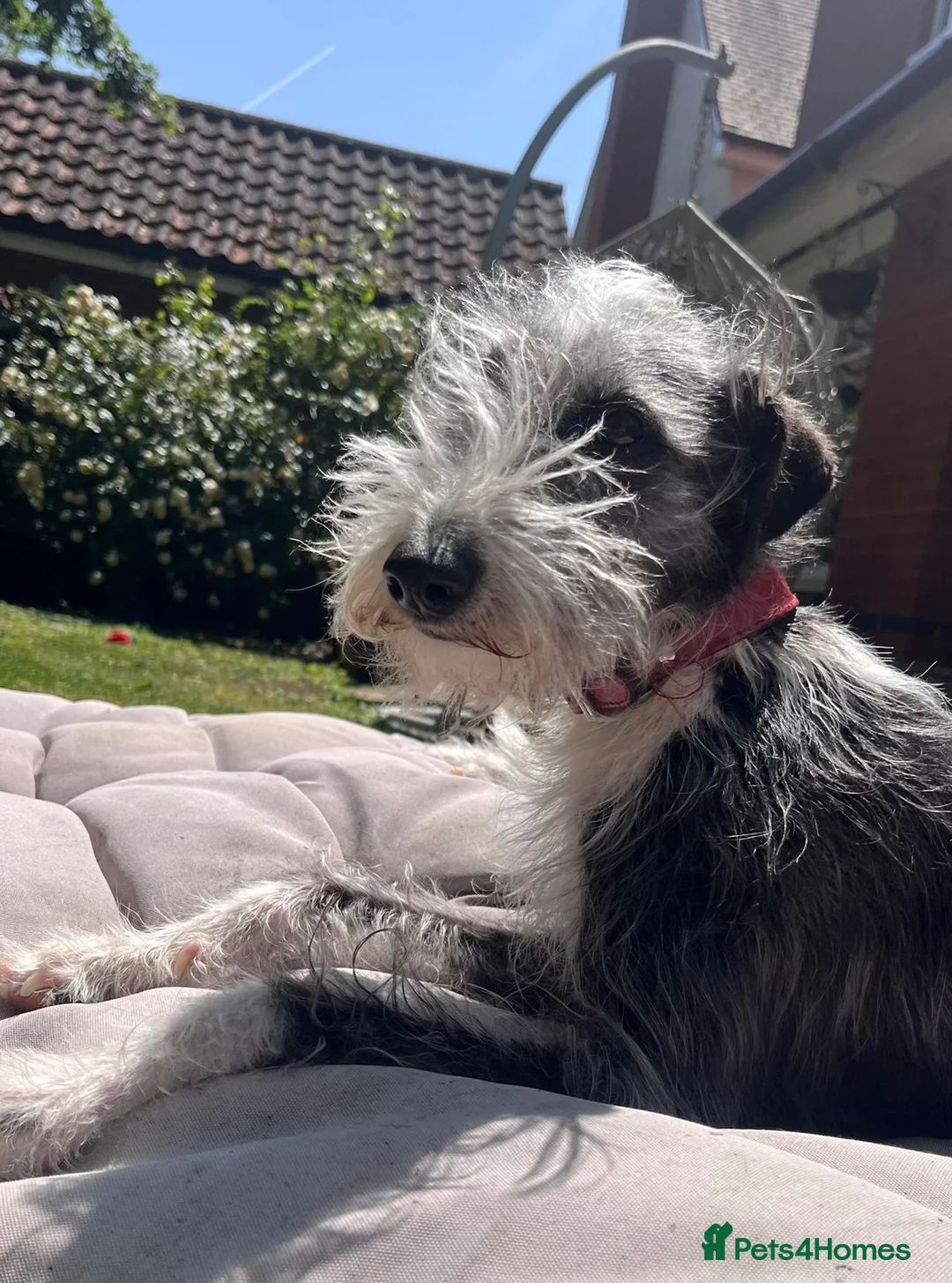 Mixed Breed dogs for sale: Beddy whippet (F1) x Jack Russell pups - Advert 1
