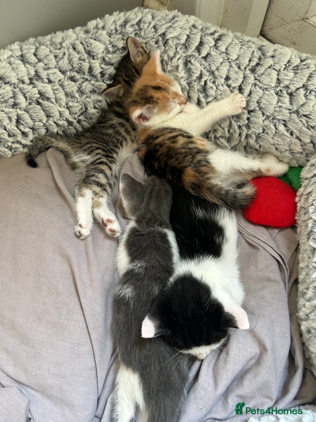 Mixed Breed cats for sale: 5 beautiful, inquisitive fluffy kittens - Image 4