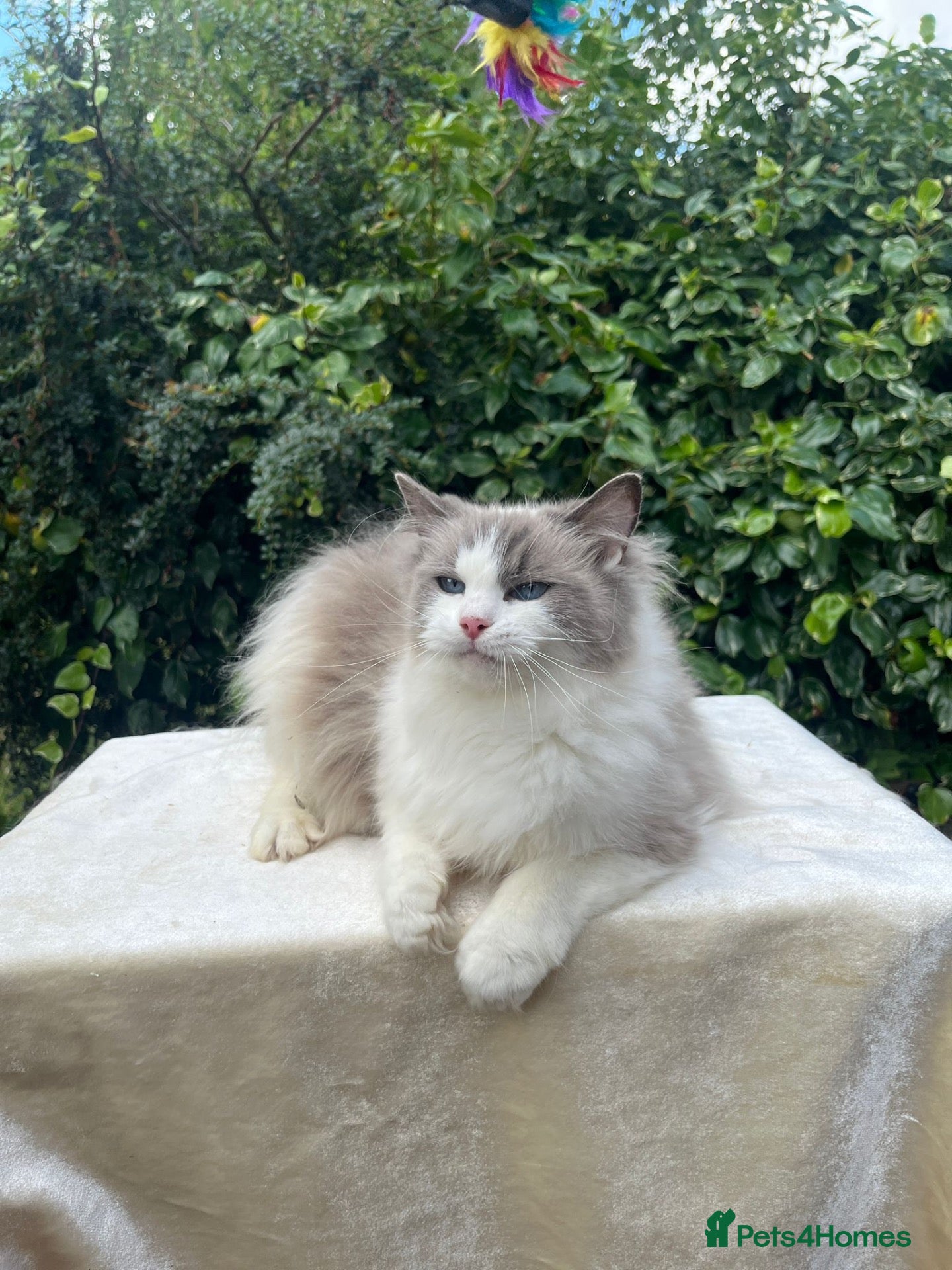 Ragdoll cats Active Female Pedigree Ragdoll – Anna - Advert 1