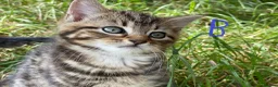 European cats for sale: 3 kittens for sale - Advert 19