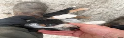 Border Collie dogs for sale: Border collie pups for sale - Advert 20