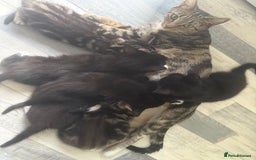 Mixed Breed cats for sale: Mixed breed  - Image 4