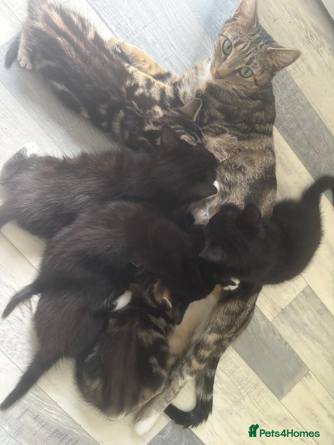 Mixed Breed cats for sale: Mixed breed  - Image 4