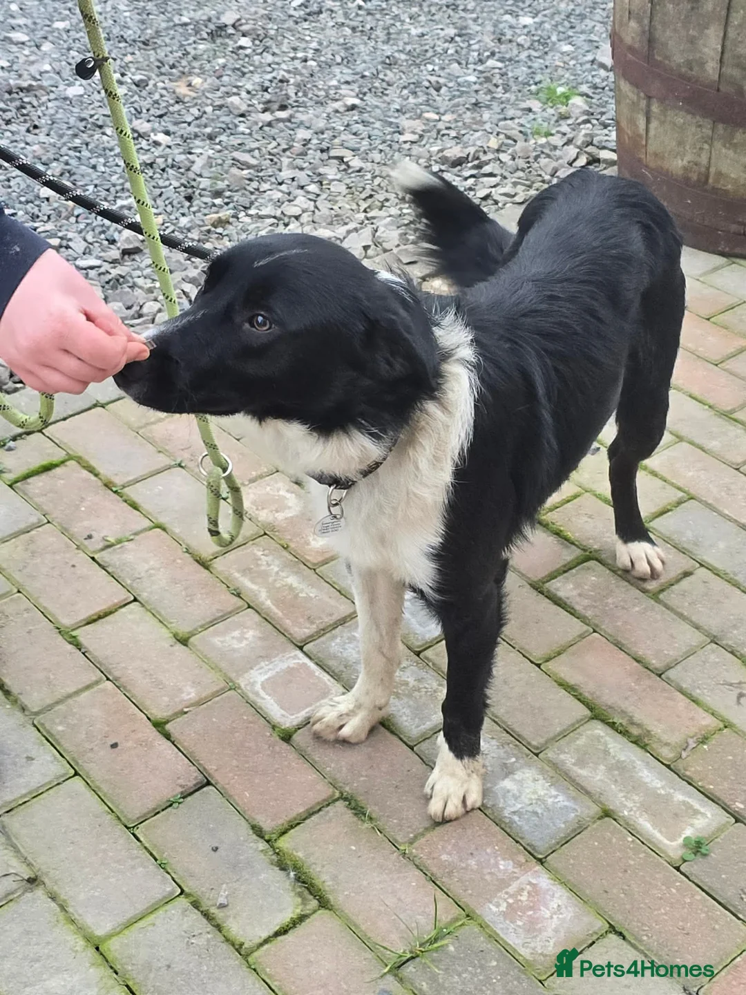 Mixed Breed dogs for adoption: RONNIE - Advert 9
