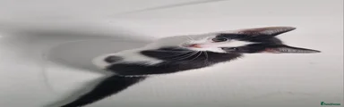 Mixed Breed Kitten 1