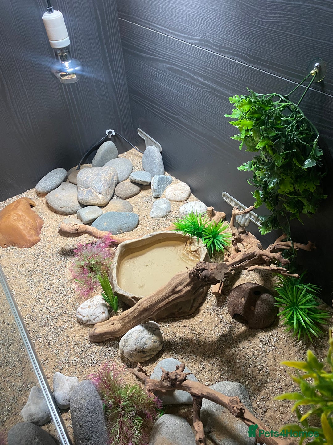 Leopard Gecko reptiles for sale: Leopard Gecko and Vivarium. - Image 7