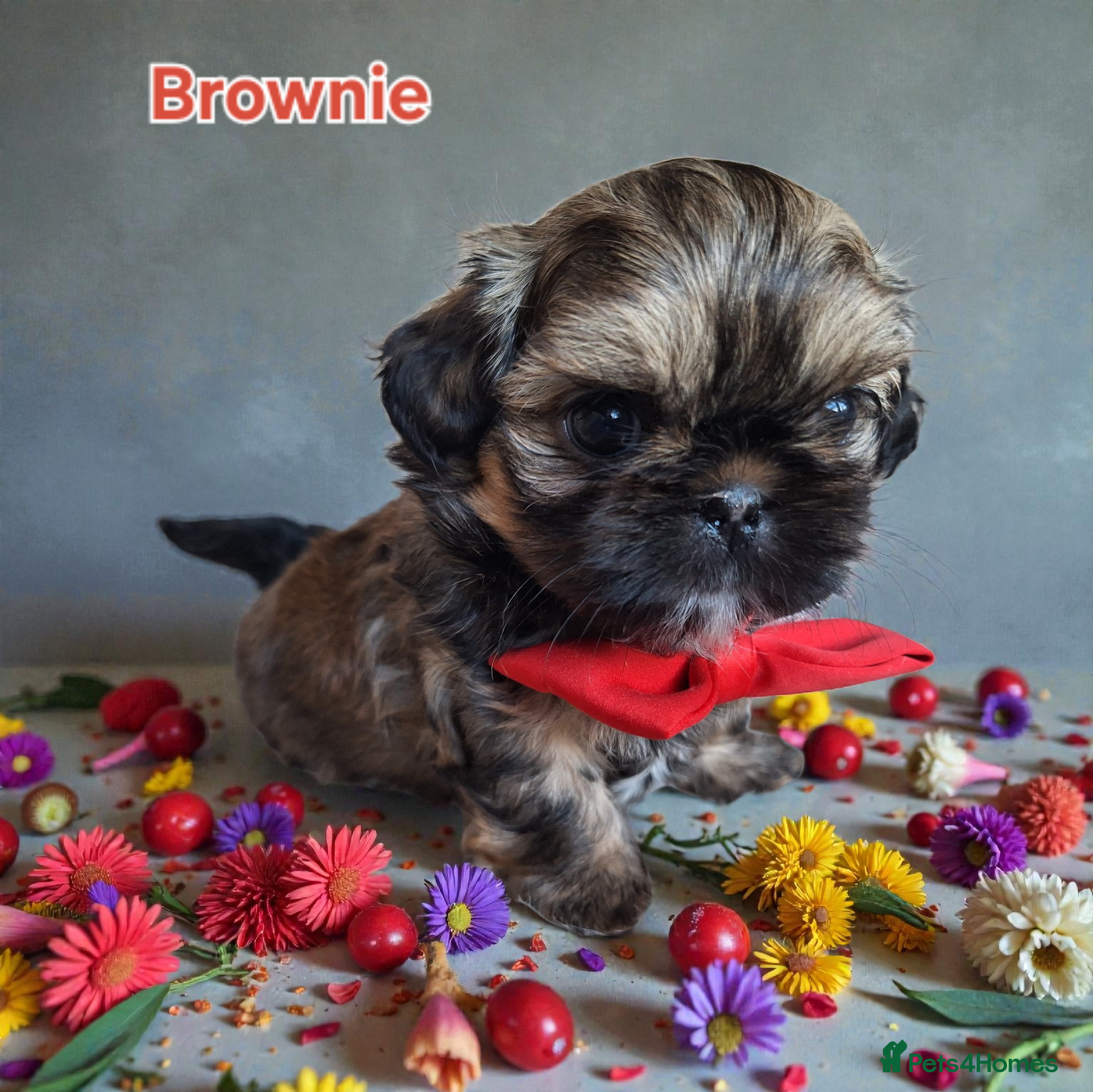 Shih Tzu dogs Beautiful Imperial Shih Tzus  - Advert 6