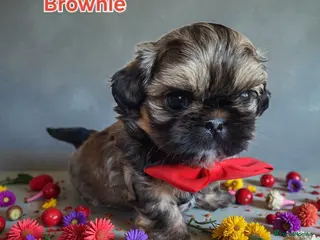 Shih Tzu dogs Beautiful Imperial Shih Tzus - Advert 6