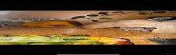 Leopard Gecko reptiles for sale: Male leopard gecko  - Advert 2