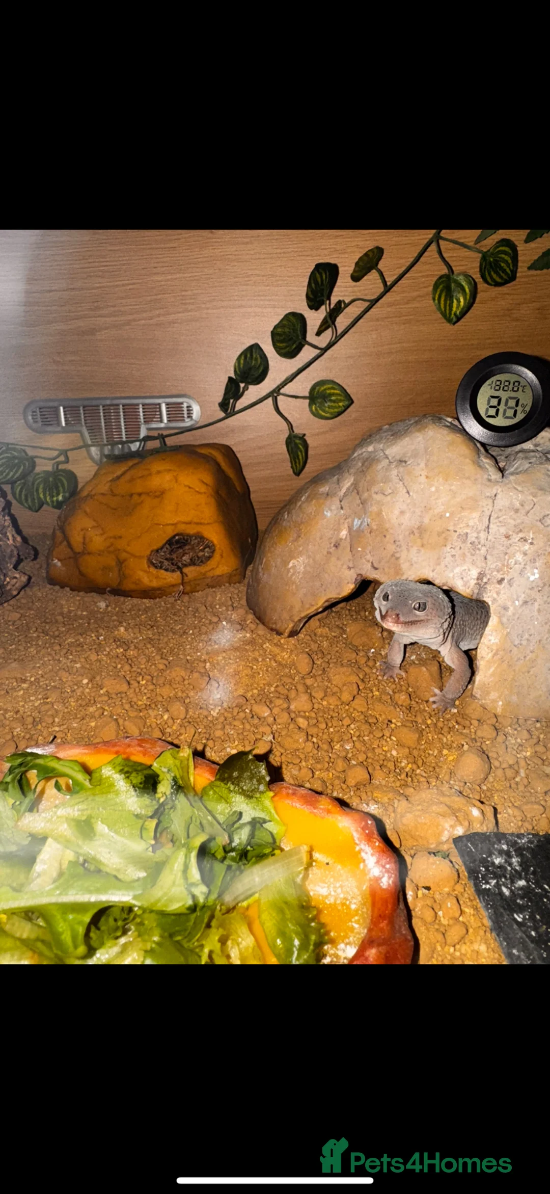 Leopard Gecko reptiles for sale: Male leopard gecko  - Advert 2