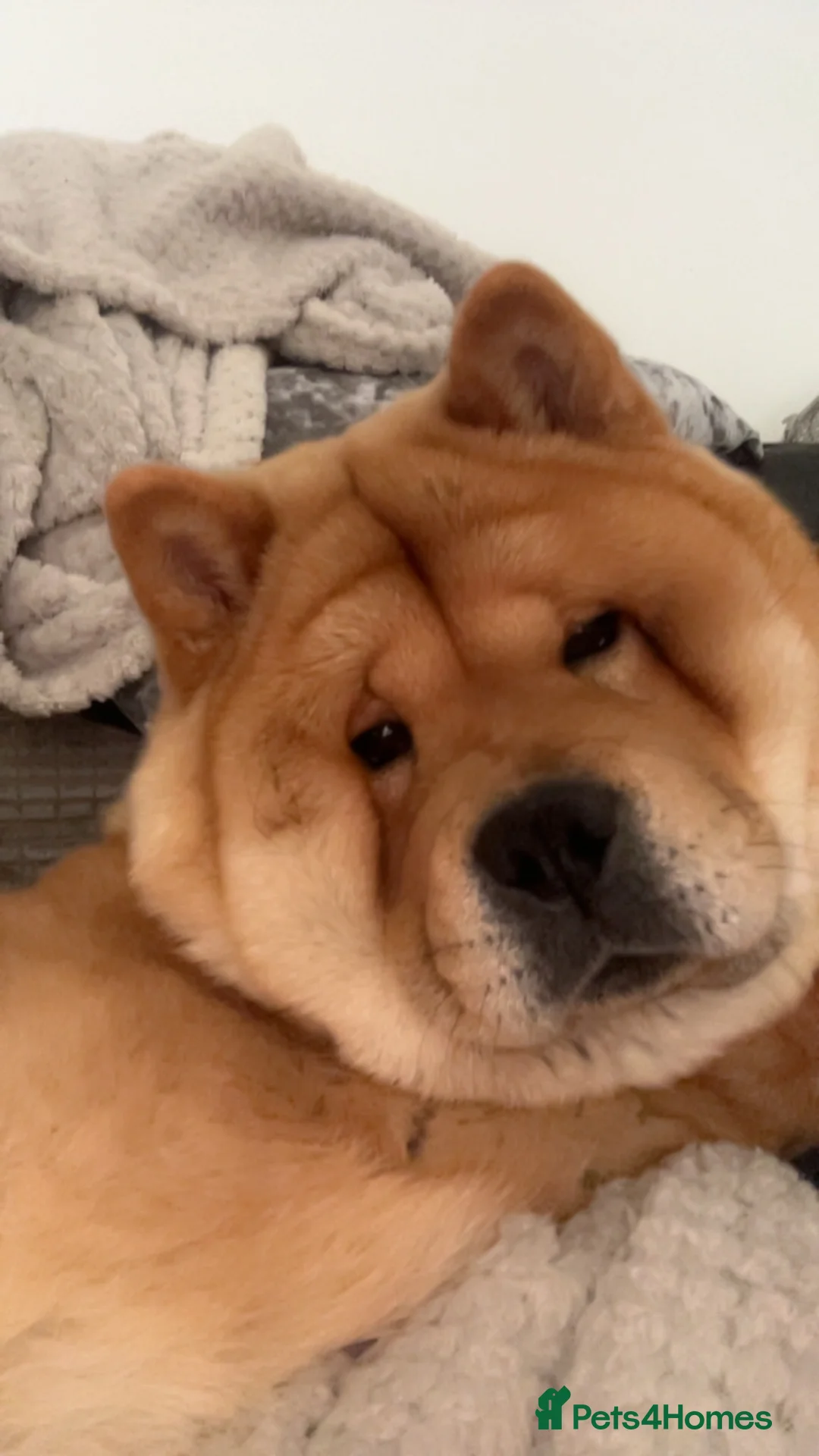 Chow Chow dogs for sale: Minnie Mouse the chow chow  in Bournemouth - Advert 2