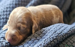 Dachshund dogs for sale: Isabella Dapple Dachshund Puppies - Advert 8