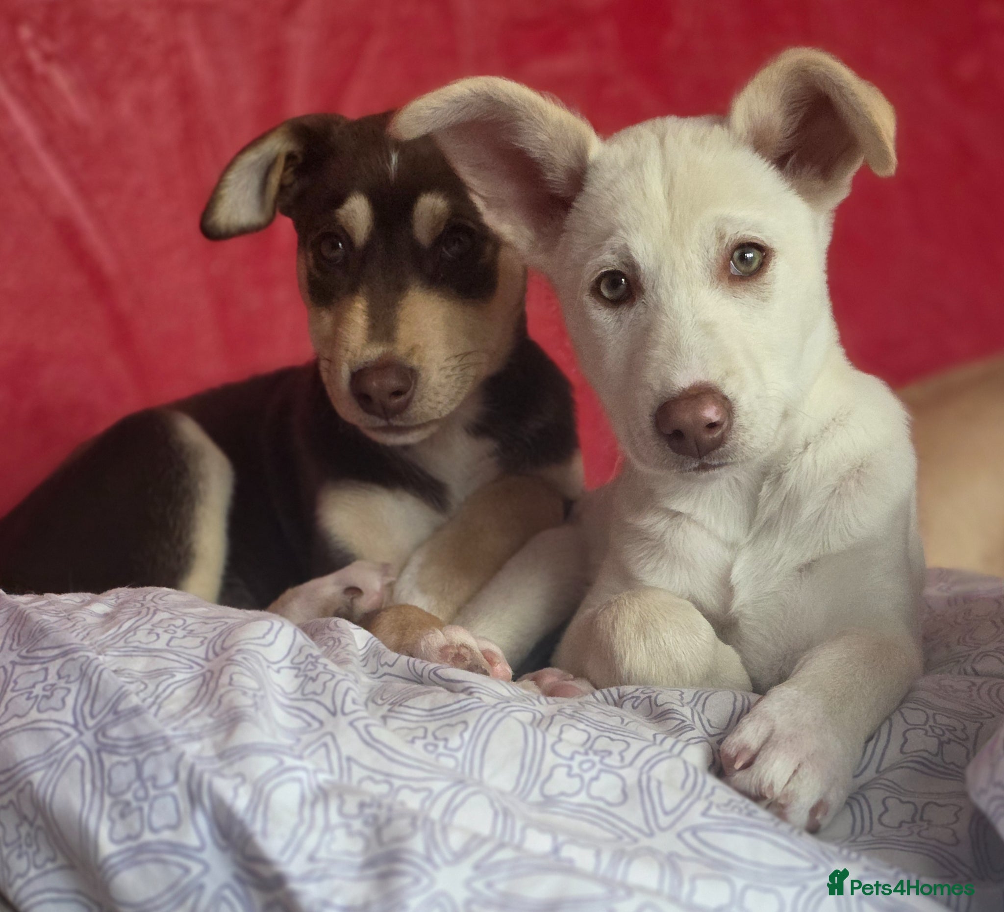 Mixed Breed dogs EUROHOUND / SIBERIAN HUSKY HYBRID PUPPIES  - Advert 4