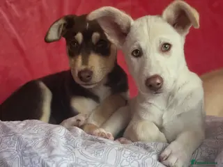 Mixed Breed dogs EUROHOUND / SIBERIAN HUSKY HYBRID PUPPIES - Advert 4