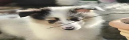 Rough Collie dogs for sale: Rough Collie Puppies-Health Tested Blue Merle Tri - Advert 5